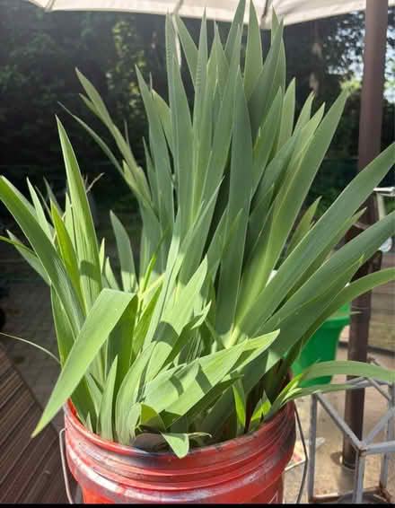Photo of free More Irises (Bowie) #1