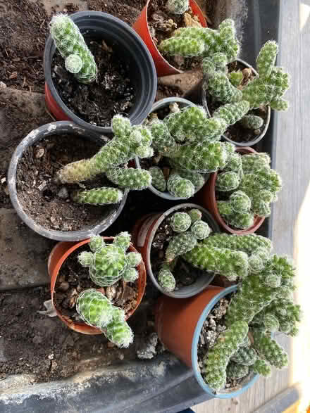 Photo of free Succulent (Seaford) #1