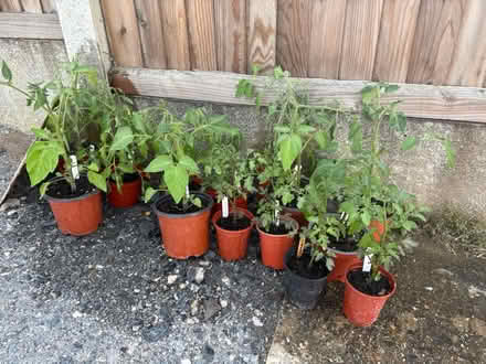 Photo of free Tomato plants (CT1) #1