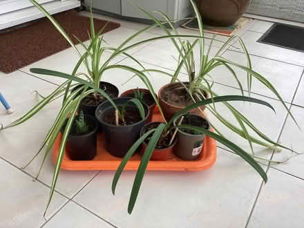 Photo of free Amaryllis plants (Little Lever BL3) #1