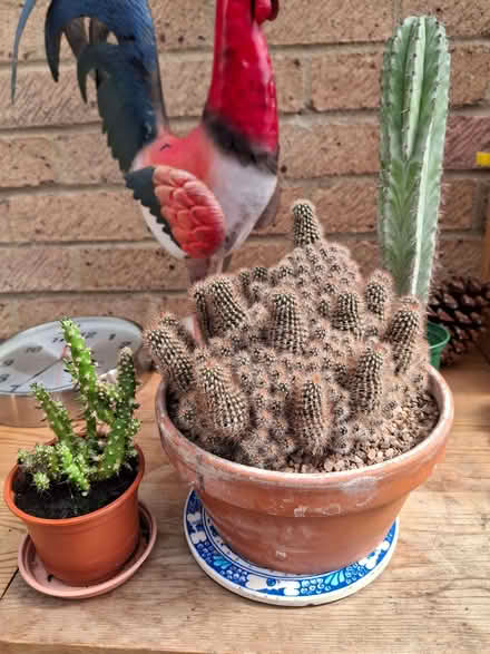 Photo of free Cacti (Saint Leonards Park GL4) #1