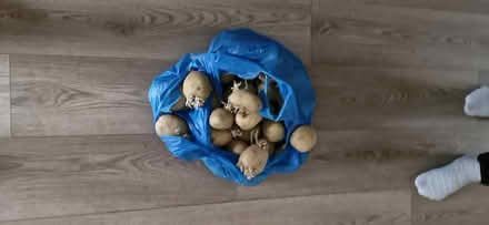 Photo of free Potatoes for planting (Parson Cross S5) #1