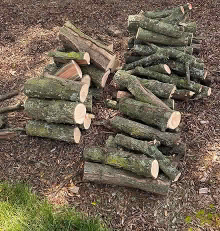 Photo of free Bonfire Wood (21 Mile & Hayes) #2