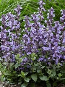 Photo of Catmint plants divisions or cuttings (Kingston Hill ST16) #1