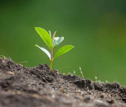 Photo of Seeds & Saplings (Bellevue EH7) #1