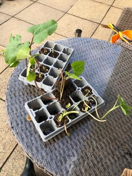 Photo of free Six Scarlet Empire Runner Bean Plants (Parkham Hill TQ5) #1