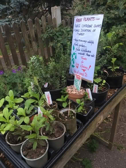 Photo of free Plants (Kingston Hill ST16) #1