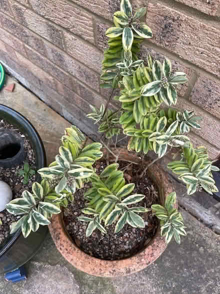 Photo of free Hebe plant (Wickwar GL12) #1