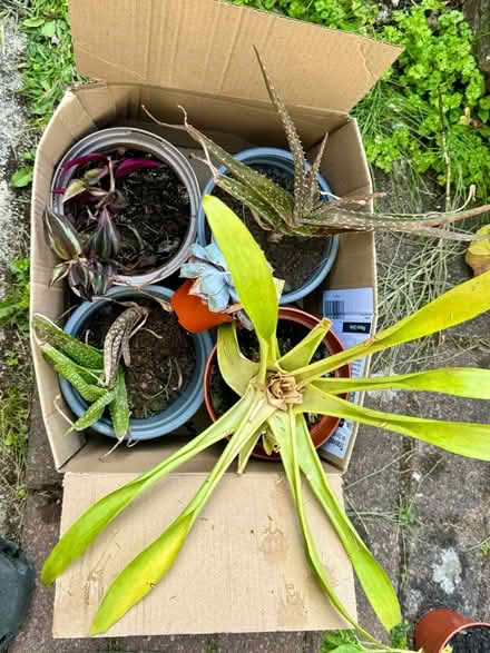 Photo of free House Plants and cactus (Hall Green . B28) #1