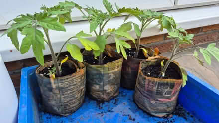 Photo of free 4 tomato plants (High Green S35) #1