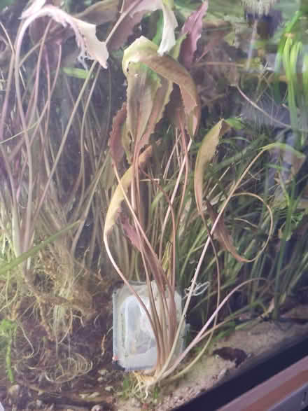 Photo of free tropical aquarium plants (Cryptocoryne and Vallisneria) (Bolsover S44) #1
