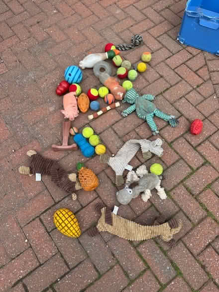 Photo of free Assorted dog toys (Nantwich) #1