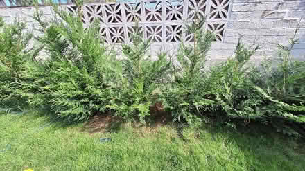 Photo of free Trees (Sherborne) #1