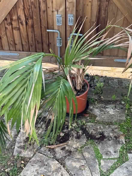Photo of free Plant (Twickenham TW1) #1