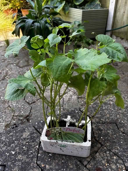 Photo of free Runner bean white emergo (Ashford, Surrey TW15) #1