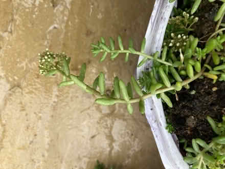 Photo of free Sedum plants (Bloomfield) #2