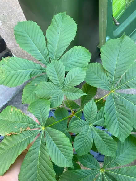 Photo of free Beautiful chestnut tree sapling (Barking IG11) #2