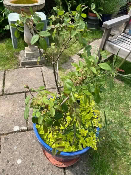 Photo of free Rose plant (Wickwar GL12) #1