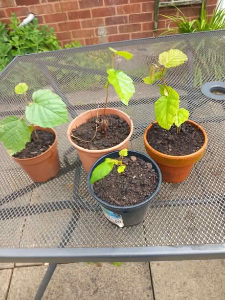 Photo of free Hazel nut saplings (Belvidere SY2) #1