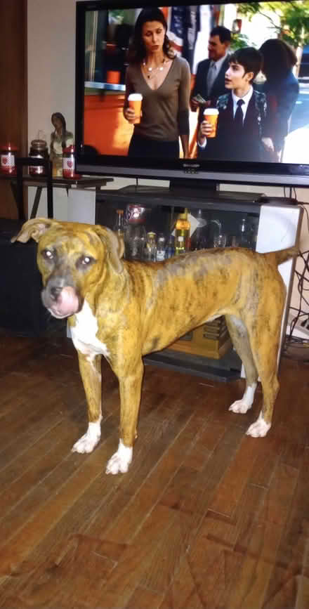 Photo of Dog cage (South Houston) #1