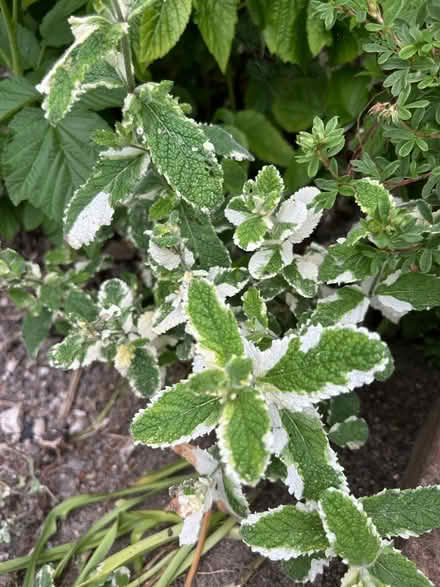Photo of free Variegated mint with roots (Hollingdean BN1) #1