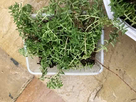 Photo of free Sedum plants (Bloomfield) #1