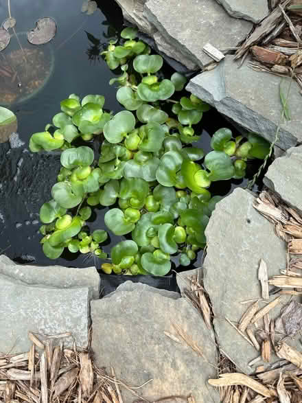 Photo of free Water hyacinths for ponds (Idylwood and Leesburg Pike) #1