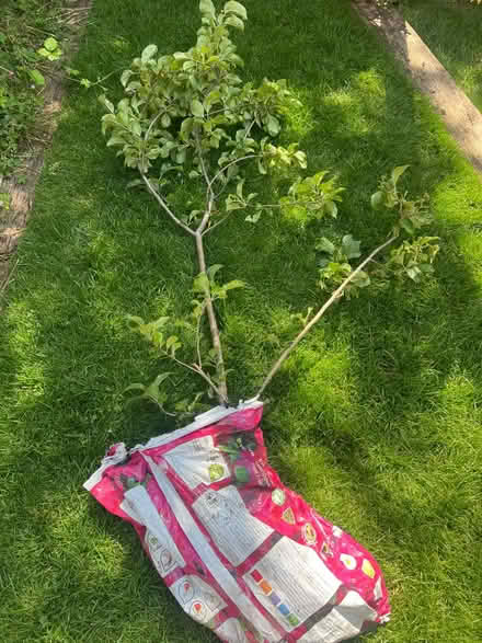 Photo of free Small apple tree (Emerson MK4) #1