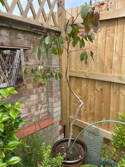 Photo of free Eucalyptus small tree (Wickwar GL12) #1