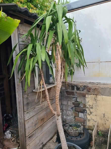 Photo of free Healthy Yucca Plant (St Pauls BS2) #1