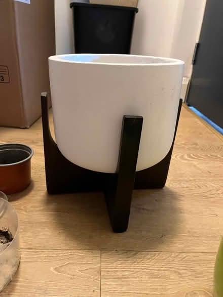 Photo of free money plant & plant pots (N19 4PQ) #2