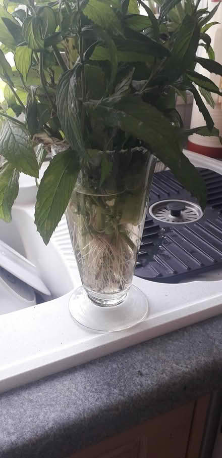 Photo of free Mint plants (herb) (Hereford City Centre) #1