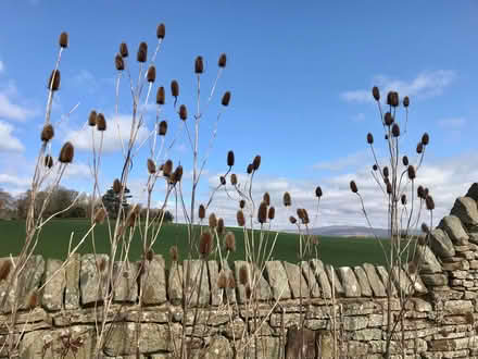 Photo of free Teasels (Gressingham LA2) #2