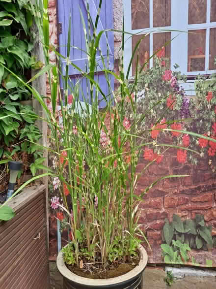 Photo of free Zebra Grass (Cheshunt EN8 8PH) #1