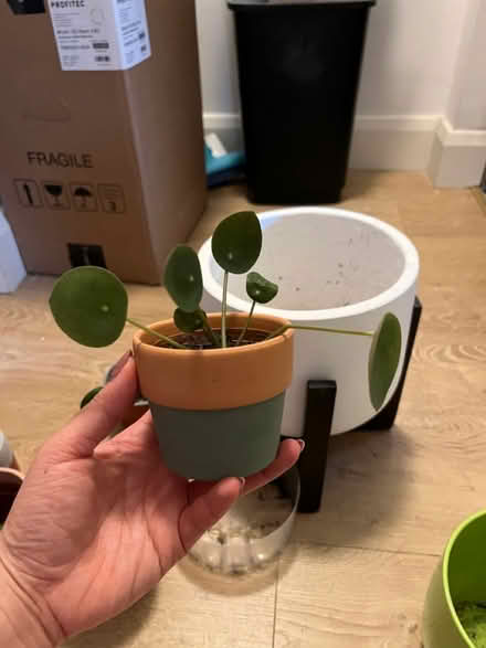 Photo of free money plant & plant pots (N19 4PQ) #3