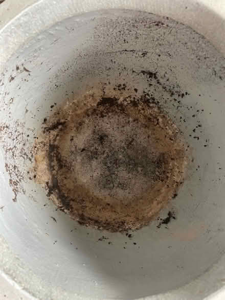 Photo of free Large concrete style plant pot (Victoria Park) #3