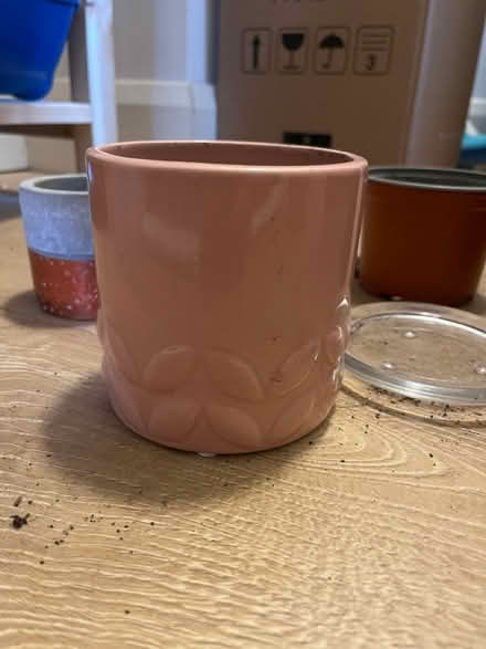 Photo of free money plant & plant pots (N19 4PQ) #4