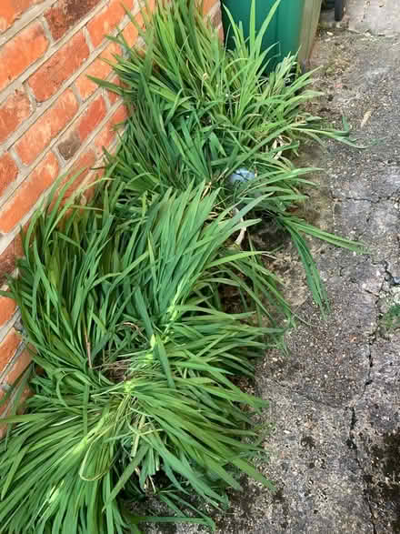 Photo of free Crocosmia bulbs orange (Claygate KT10) #2