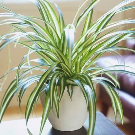 Photo of spider plant (King's Hedges Ward CB4) #1