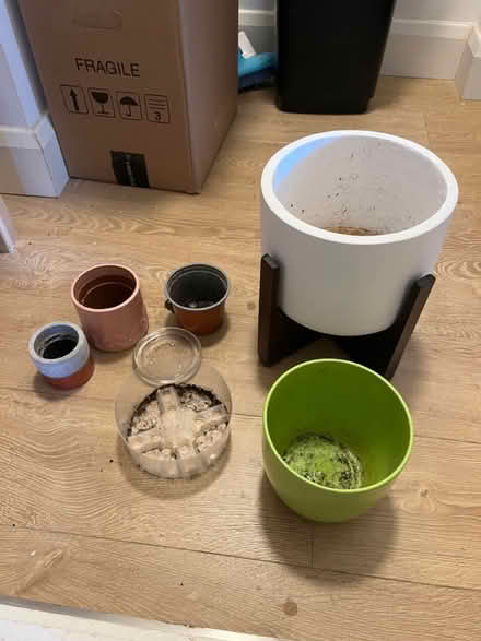 Photo of free money plant & plant pots (N19 4PQ) #1