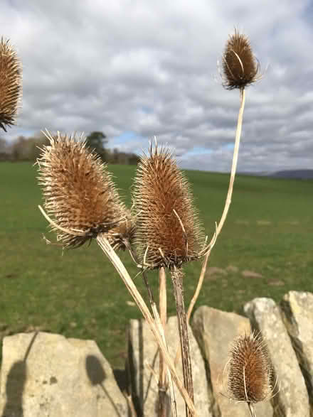 Photo of free Teasels (Gressingham LA2) #1