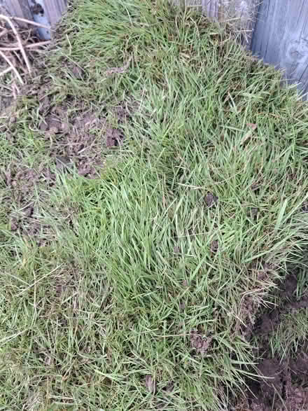 Photo of free Lawn Sod (BT4) #2