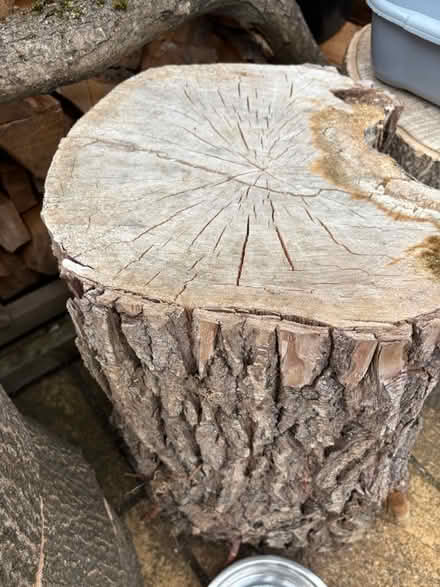 Photo of free log rounds (OX16 Cherwell heights) #4
