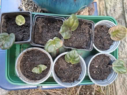 Photo of free African violet (Garden City OX5) #1