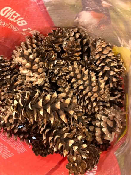 Photo of free Pinecones (Bethesda- River Rd & Wilson Ln) #2