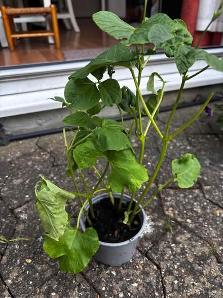 Photo of free Runner bean plants (Ashford, Surrey TW15) #1