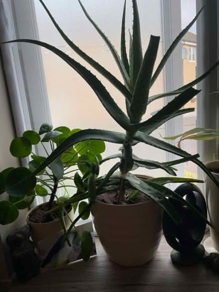 Photo of free Beautiful aloe vera (Hampton Vale, Peterborough) #1