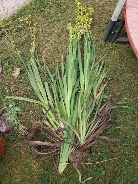 Photo of free Plant (Elstow MK42) #1