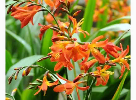 Photo of free Crocosmia bulbs orange (Claygate KT10) #1