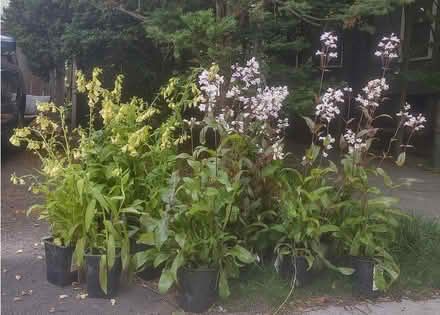 Photo of free FOXGLOVE+Foxglove-beardtongue (Watertown) #1